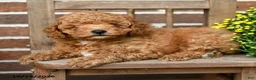 Miniature Poodle dogs for sale: Teddy - Ad 4