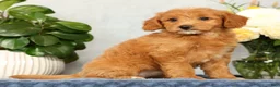 Mini Goldendoodle dogs for sale: Ophelia - Ad 3