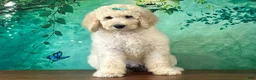 Goldendoodle dogs for sale: Jewel - Ad 3