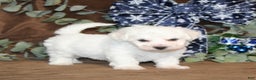 Bichon Frise dogs for sale: Trent - Ad 1