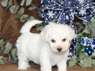 Bichon Frise dogs Trent - Ad 8