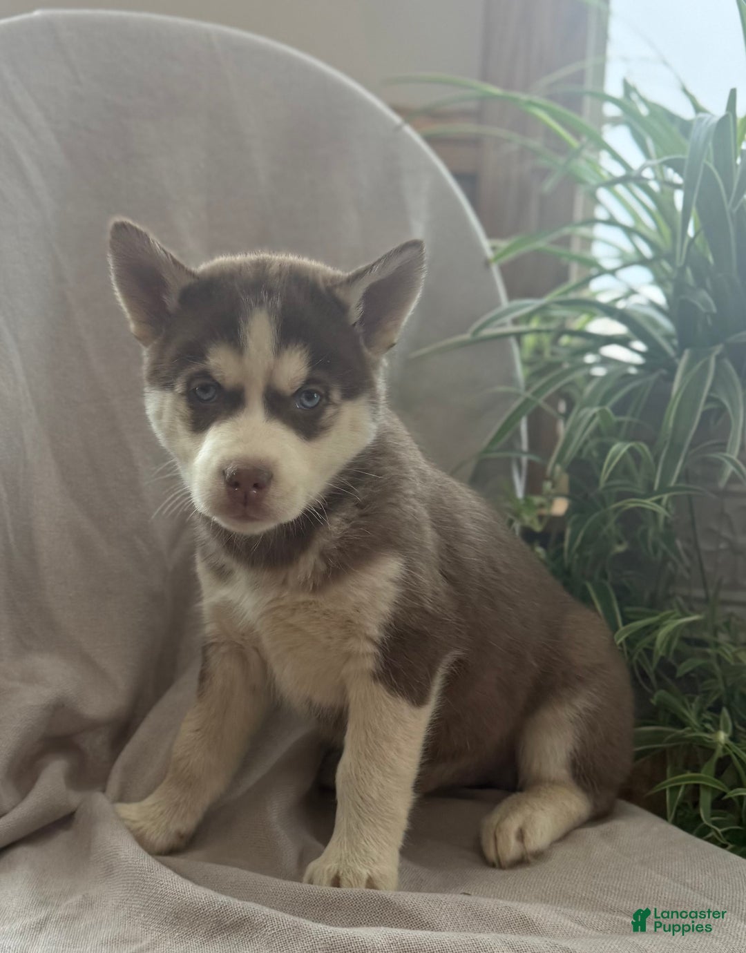 Siberian Husky dogs for sale: Lucky - Ad 7