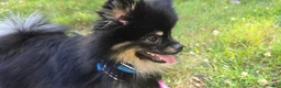 Pomeranian dogs for sale: Pomeranian 1 - Ad 5