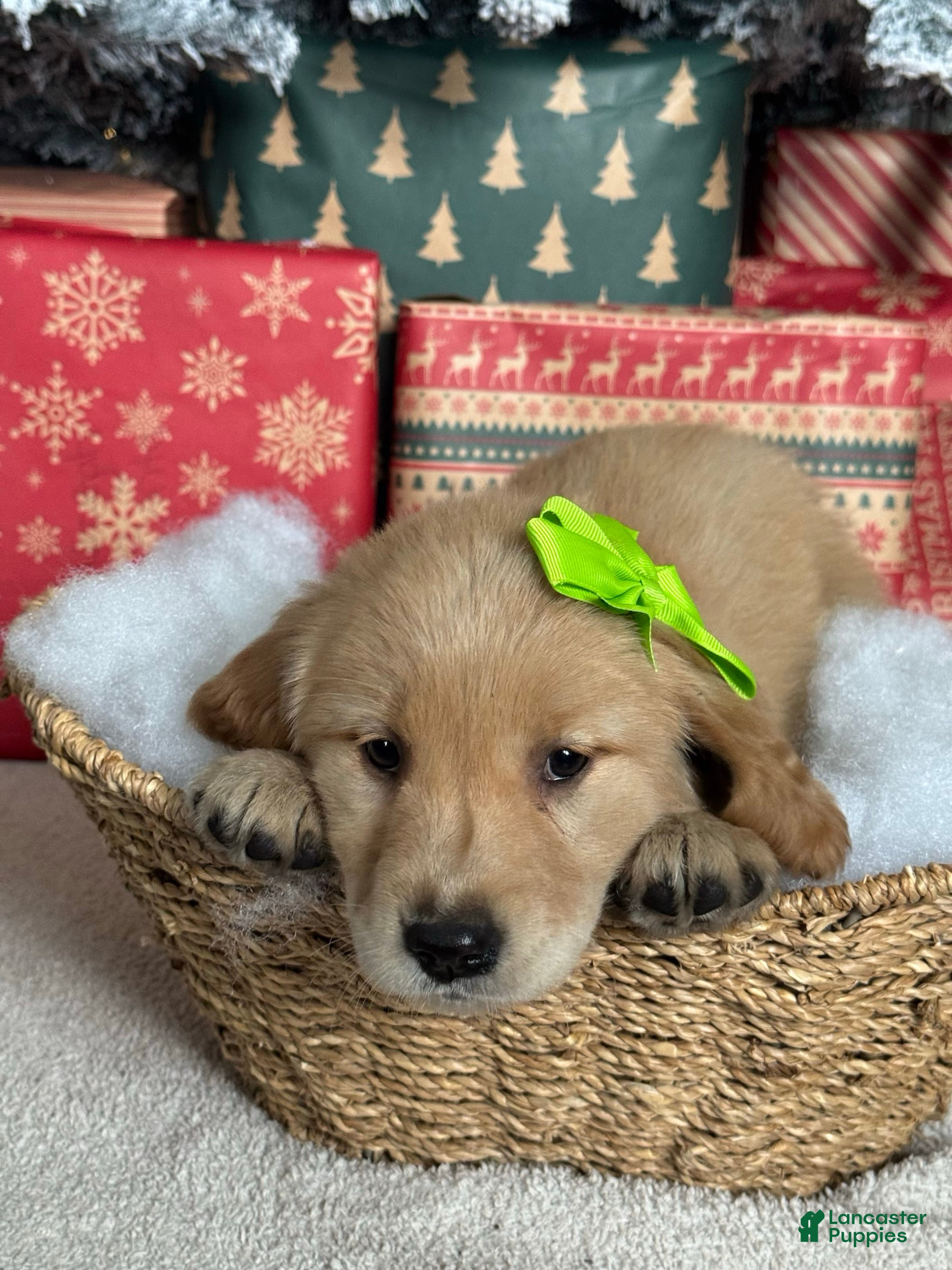 Golden Retriever dogs Mistletoe - Ad 20
