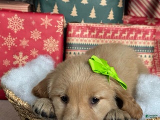 Golden Retriever dogs Mistletoe - Ad 23