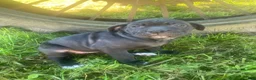 Cane Corso dogs for sale: Jana - Ad 6