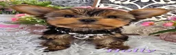 Yorkshire Terrier dogs for sale: Holly - Ad 2