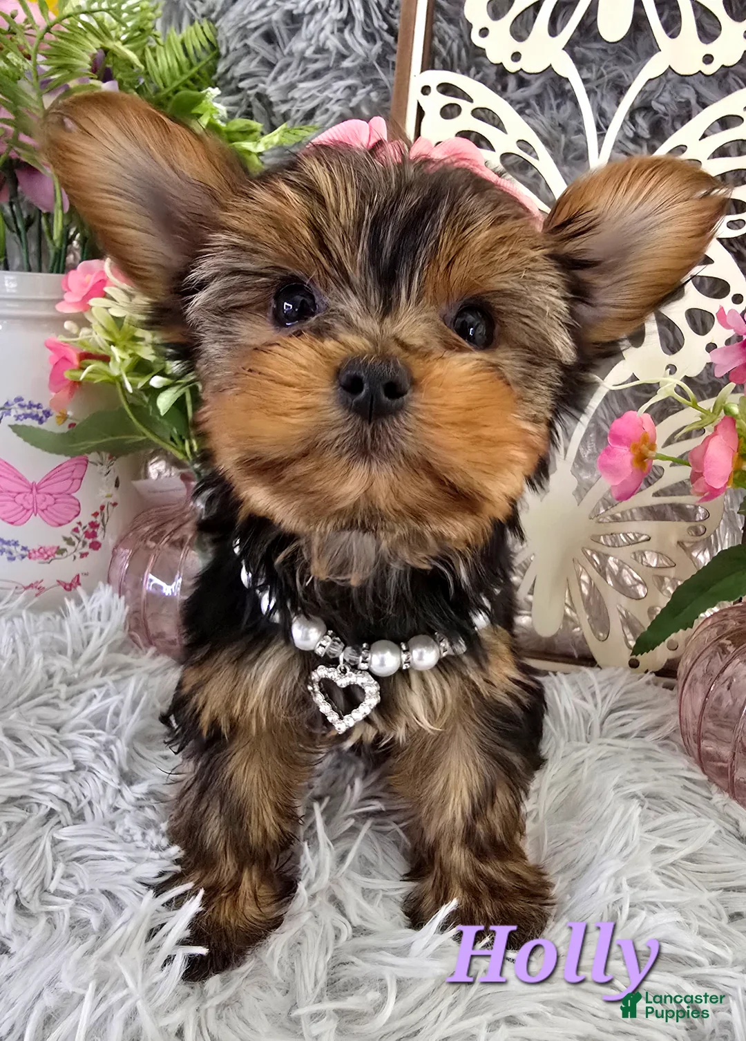 Yorkshire Terrier dogs for sale: Holly - Ad 2
