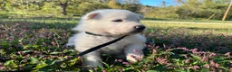 German Shepherd dogs for sale: Snip - Ad 4
