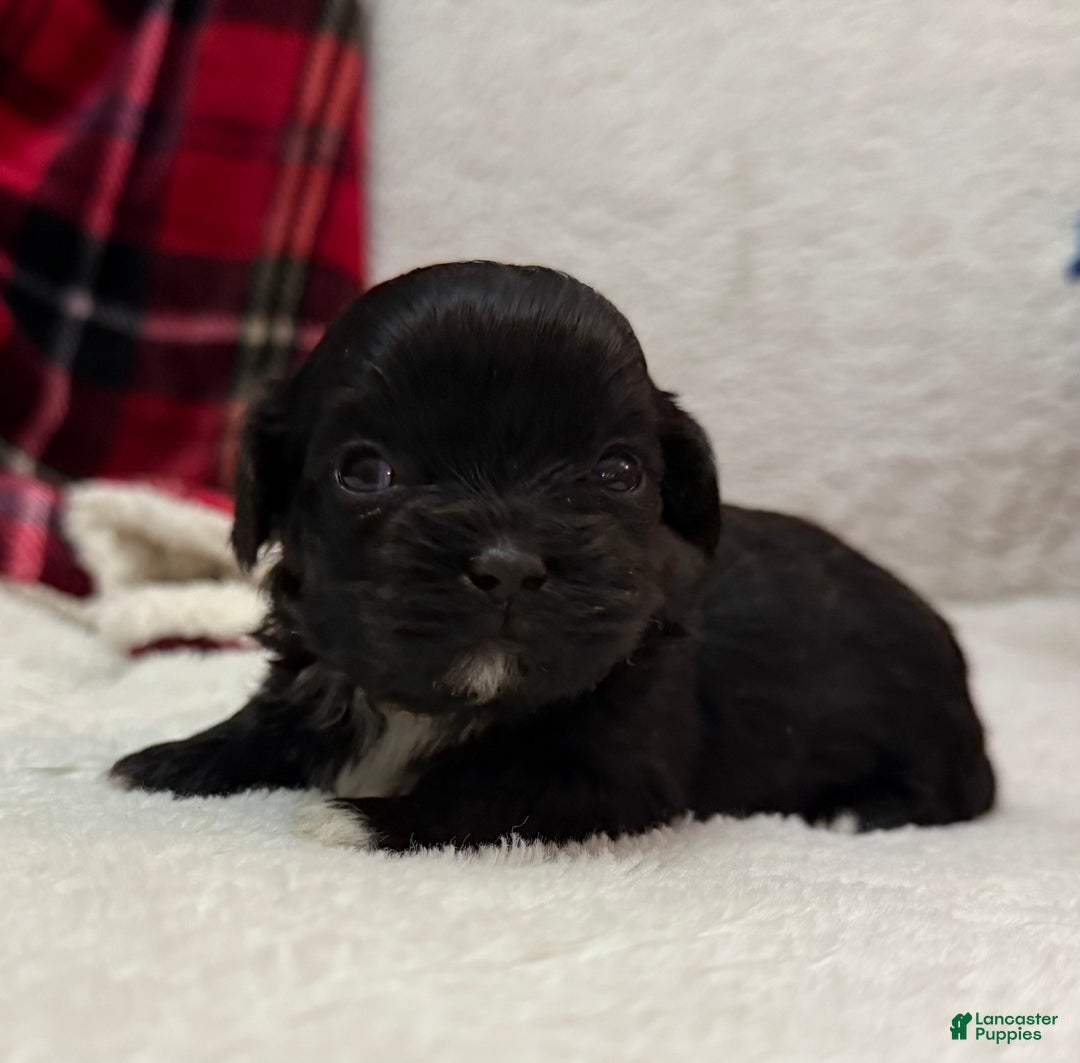 Shihpoo dogs for sale: Luna - Ad 3