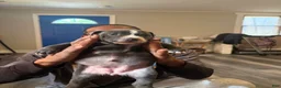 American Bully dogs for sale: American Bully Puppy 5 - Ad 15