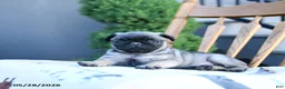 Pug dogs for sale: Lake  - Ad 3