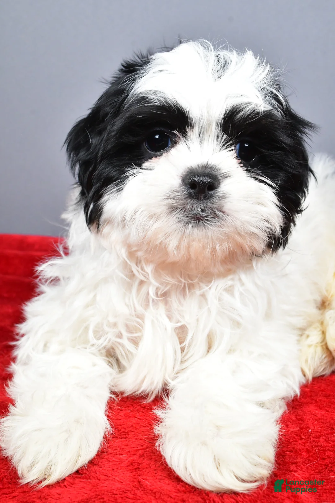 Shih Tzu dogs for sale: Noah - Ad 4