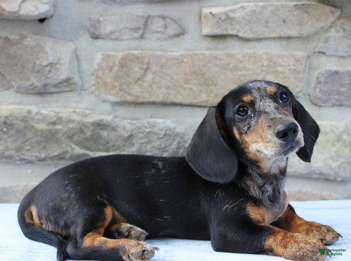 Miniature Dachshund dogs Patrick - Ad 1