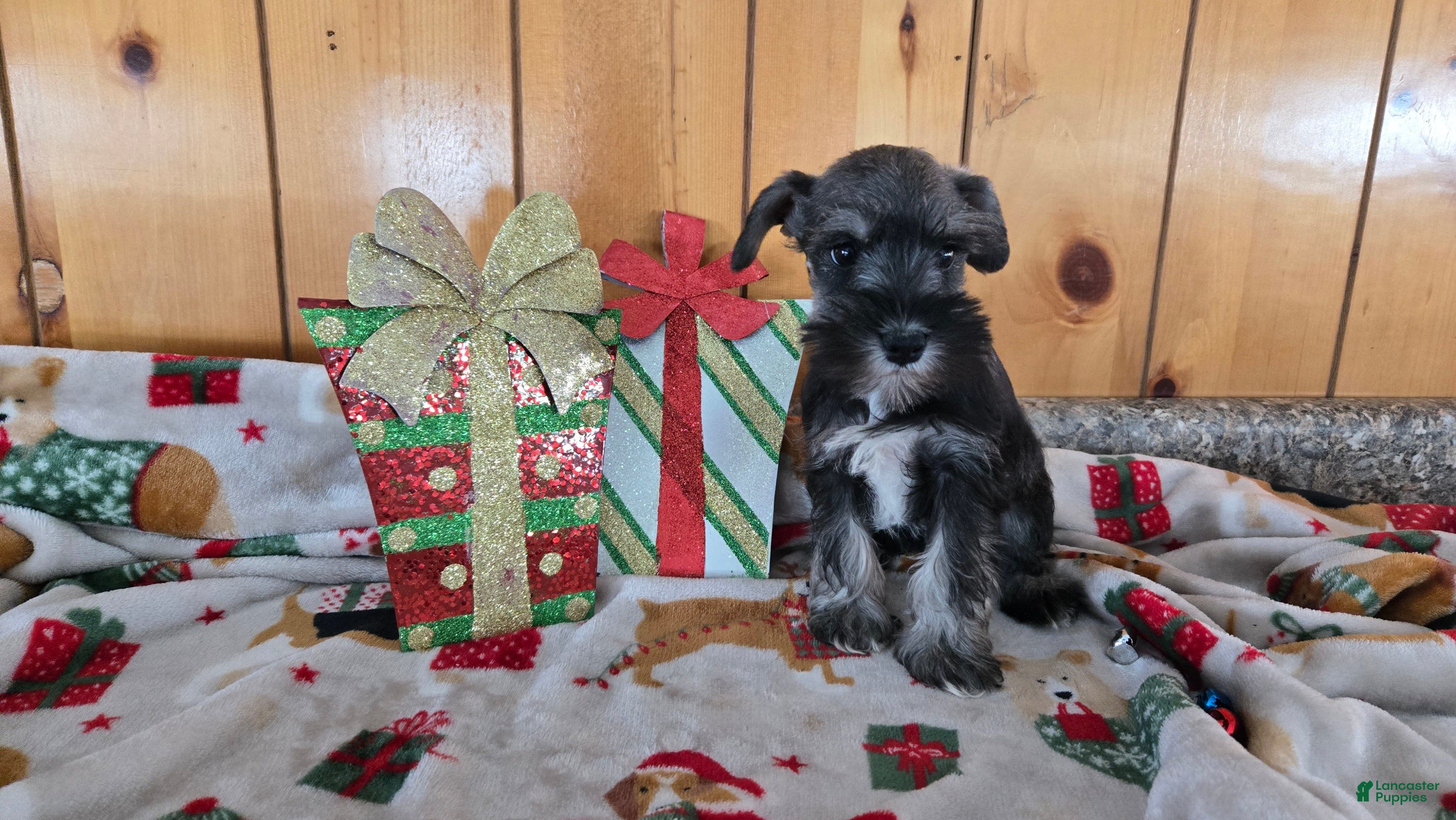 Miniature Schnauzer dogs tammy - Ad 7