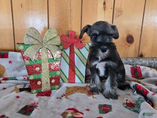 Miniature Schnauzer dogs tammy - Ad 7