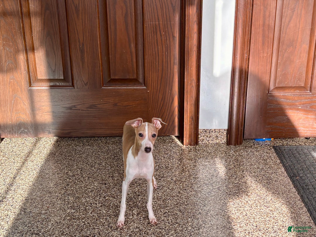 Italian Greyhound dogs for sale: Italian Greyhound Puppy 1 - Ad 3