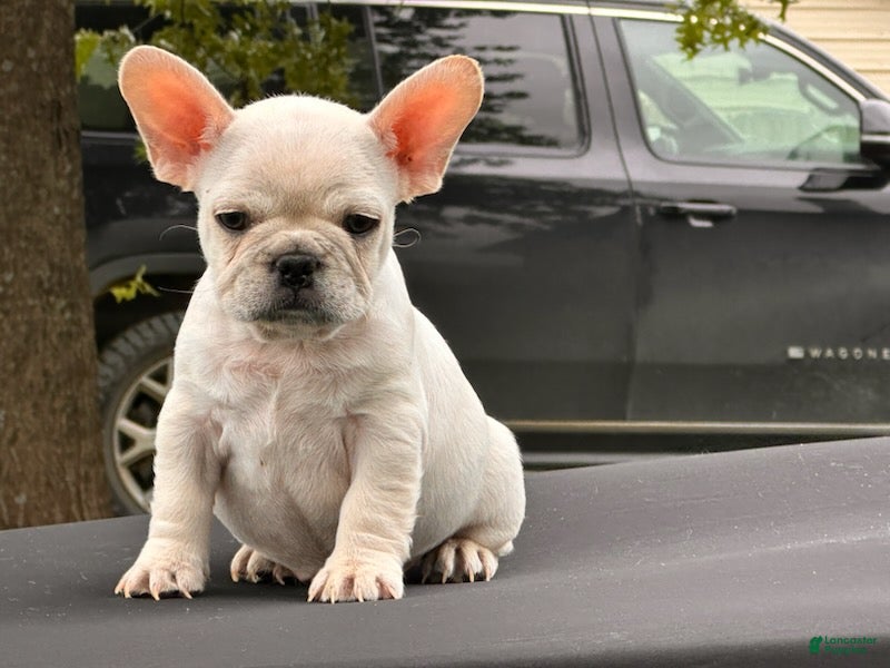 French Bulldog dogs Papa Smurf - Ad 1