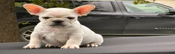 French Bulldog dogs for sale: Papa Smurf - Ad 1