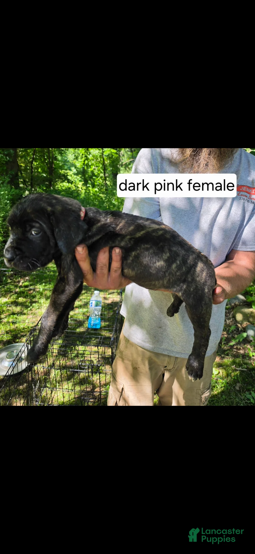 Mixed Breed dogs for sale: Dark pink female - Ad 2