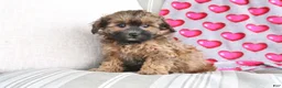 Shihpoo dogs for sale: Pumpkin - Ad 3