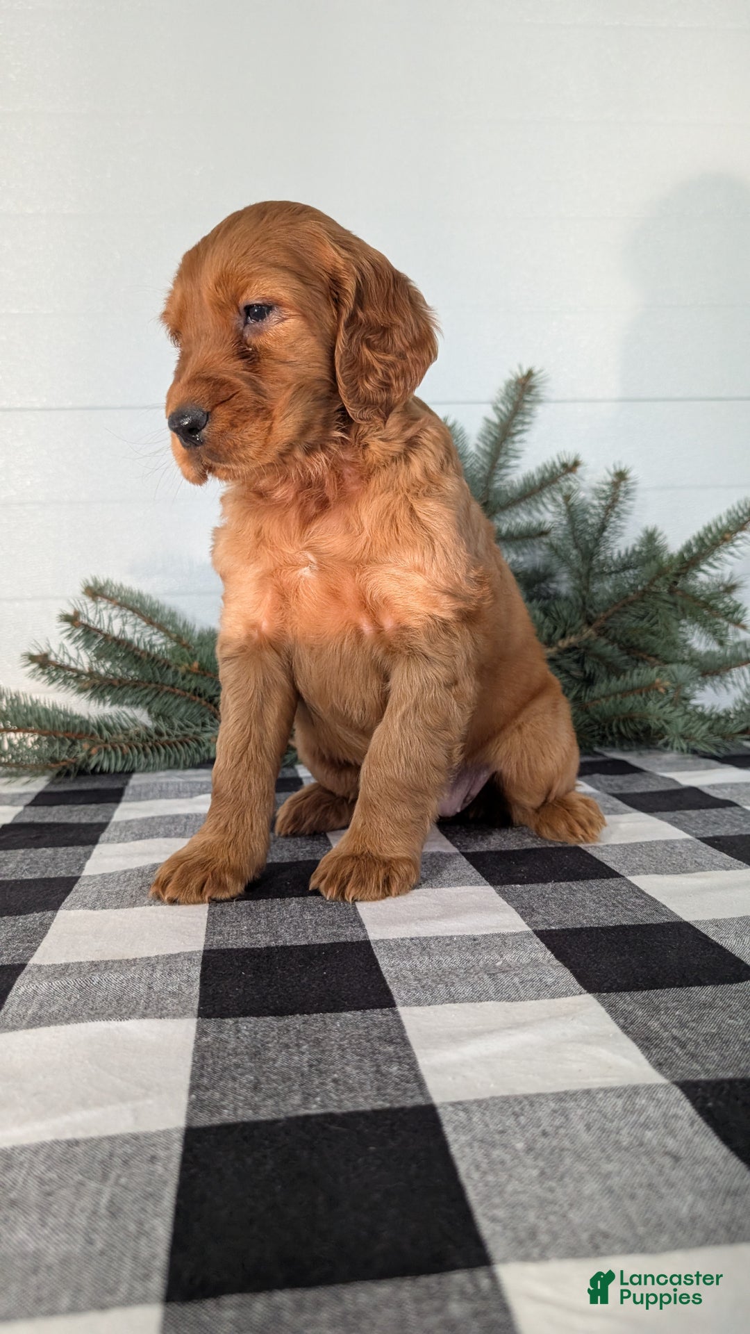 Irish Setter dogs for sale: Eden - Ad 4