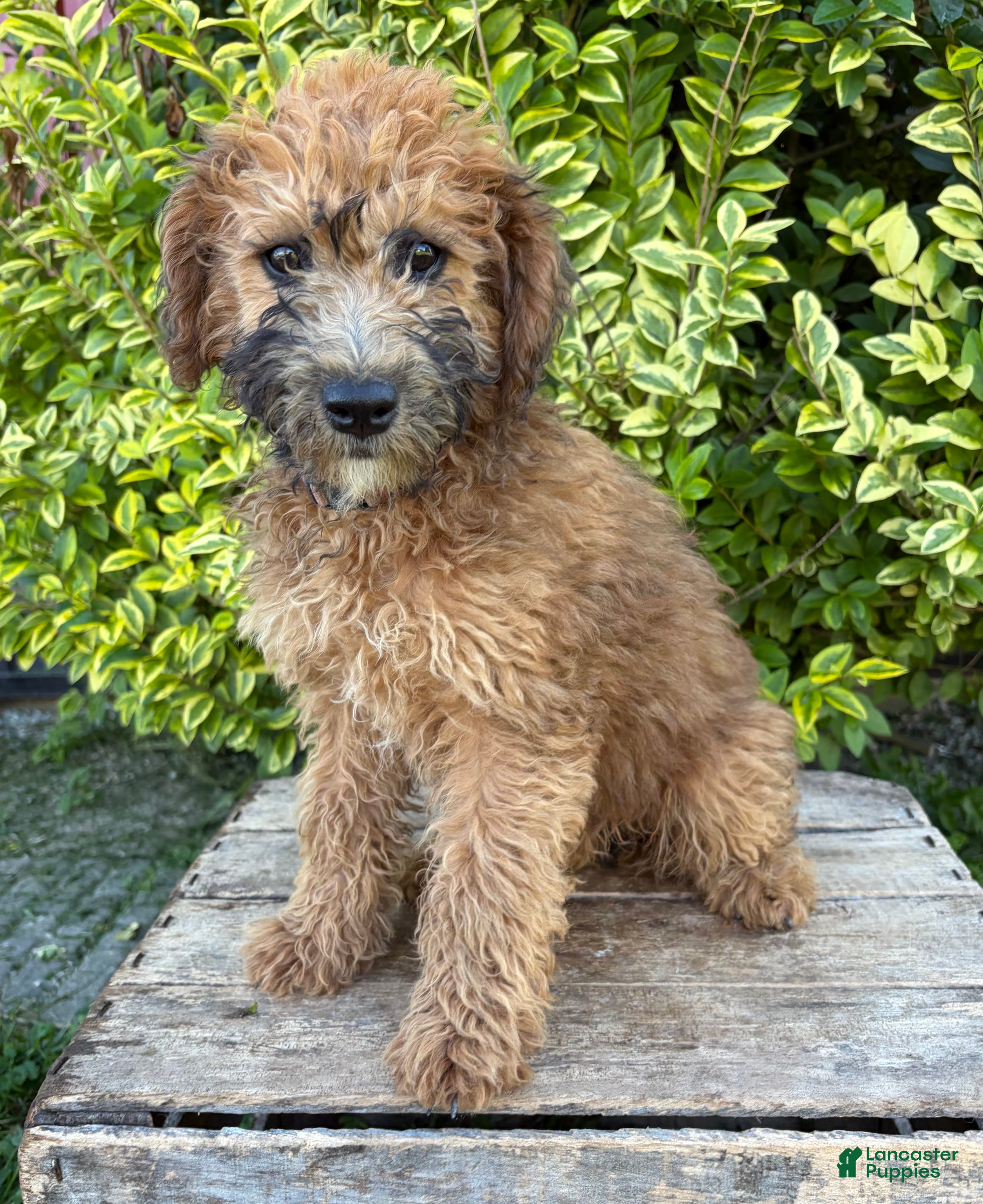 Whoodle dogs Harlow - Ad 2