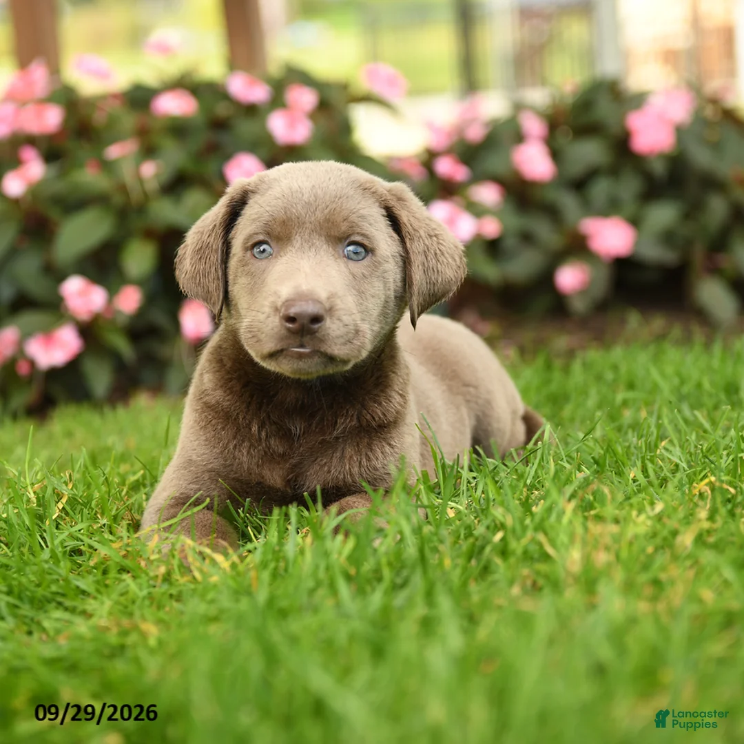 Labrador Retriever dogs for sale: Sugar - Ad 3