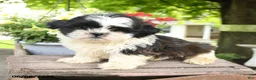 Teddy Bear dogs for sale: Ellie - Ad 3