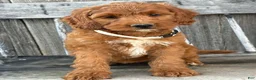 Irish Doodle dogs for sale: Juniper - Ad 3