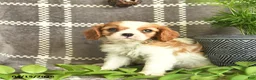Cavalier King Charles Spaniel dogs for sale: Carmel Delight  - Ad 3