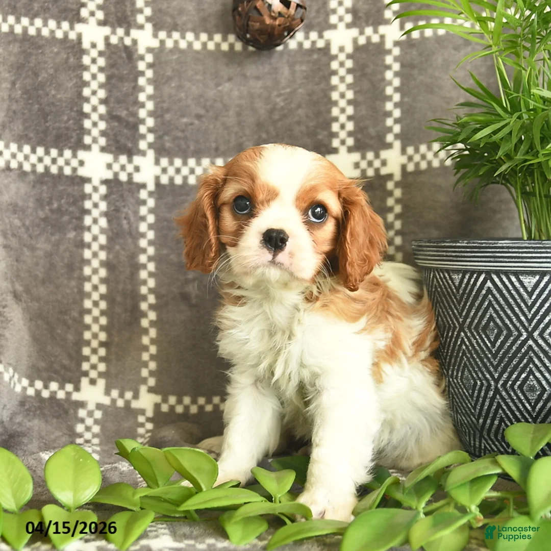 Cavalier King Charles Spaniel dogs for sale: Carmel Delight  - Ad 3