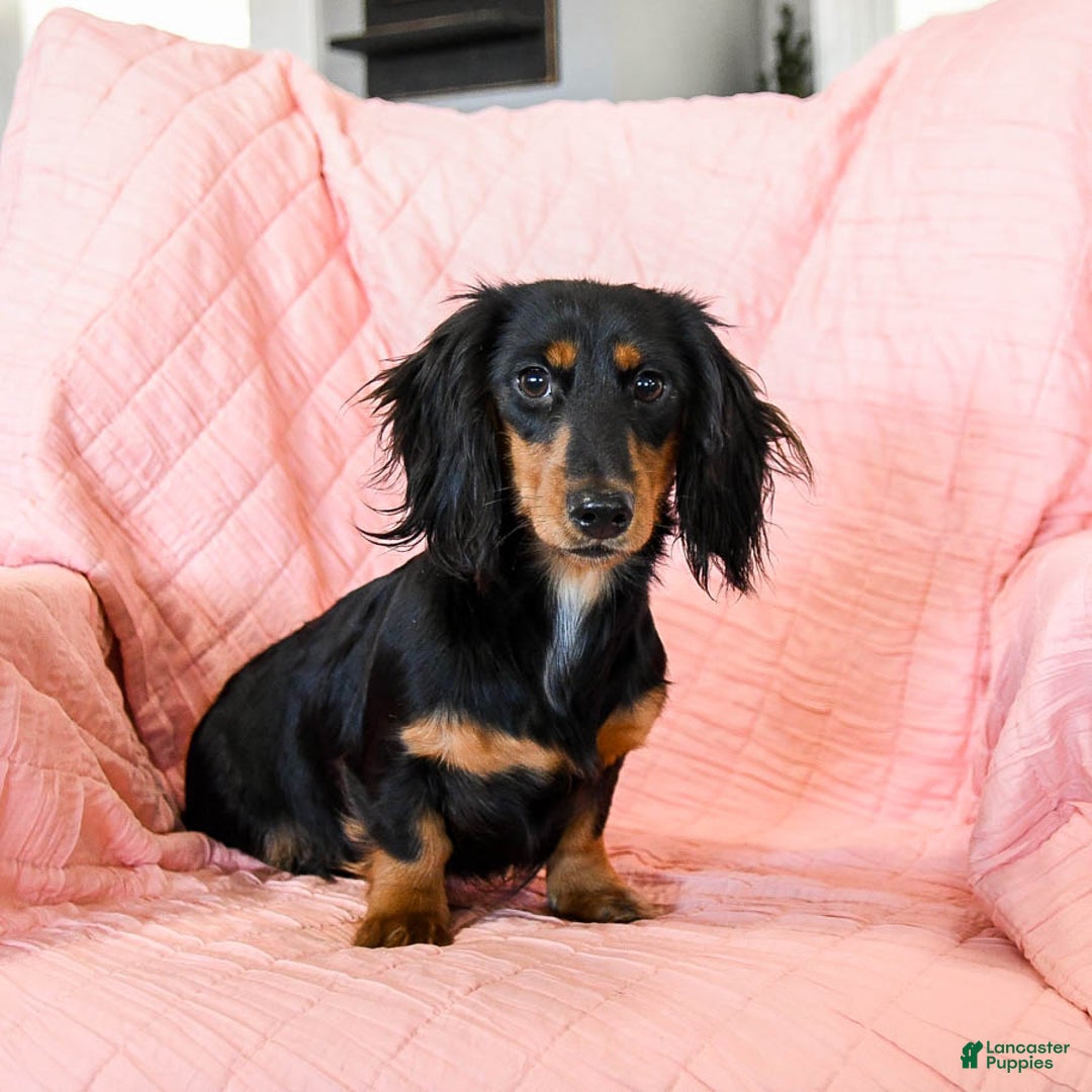 Miniature Dachshund dogs for sale: Vixen - Ad 6