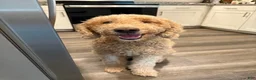Goldendoodle dogs for sale: Towns  - Ad 4