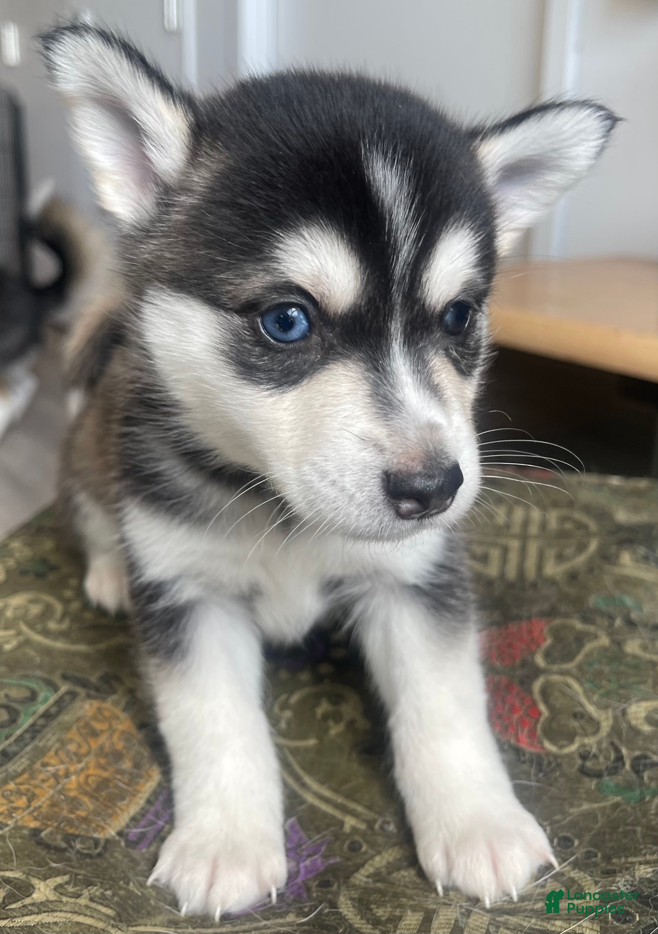 Alaskan Klee Kai dogs Alyssa - Ad 2