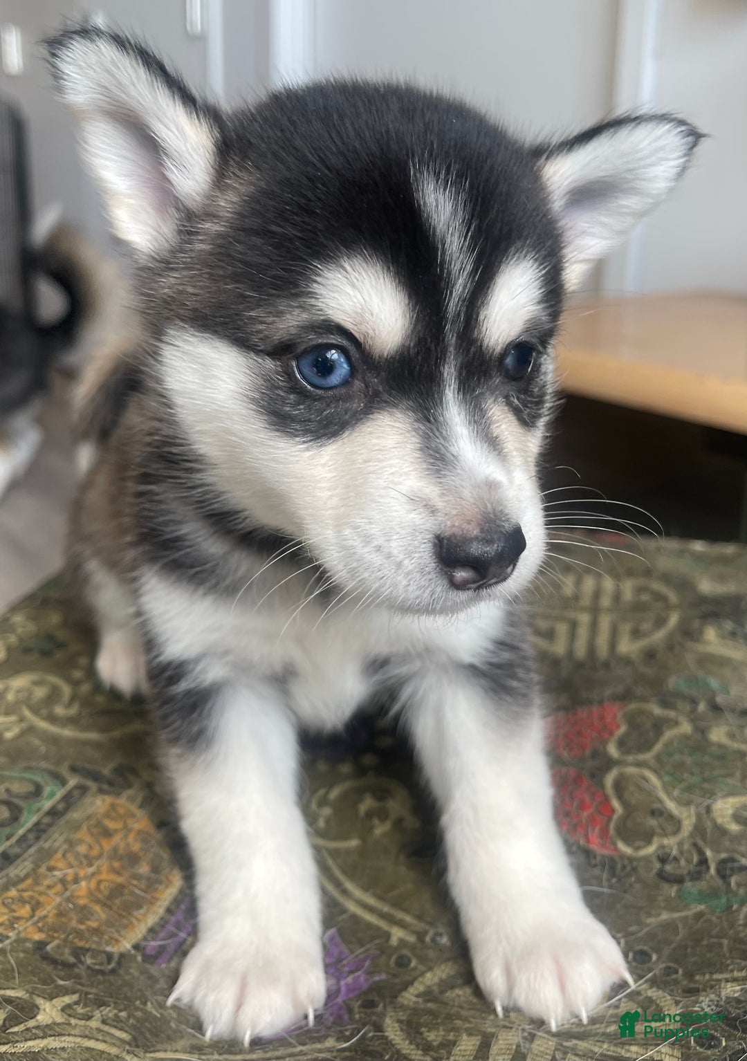 Alaskan Klee Kai dogs for sale: Alyssa - Ad 1