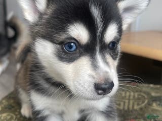 Alaskan Klee Kai dogs Alyssa - Ad 7