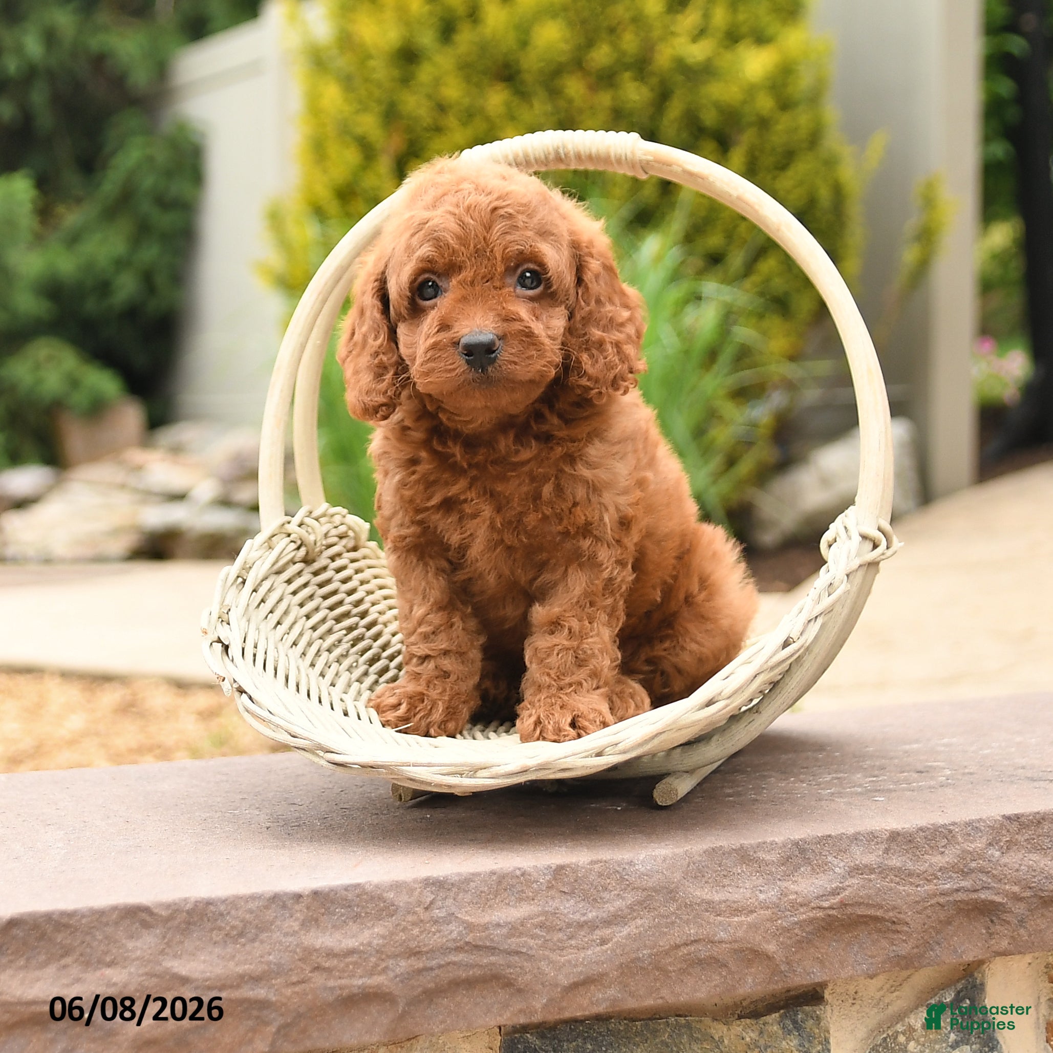 Miniature Poodle dogs Ellie - Ad 1