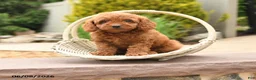 Miniature Poodle dogs for sale: Ellie - Ad 1