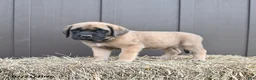 English Mastiff dogs for sale: Mocha - Ad 4