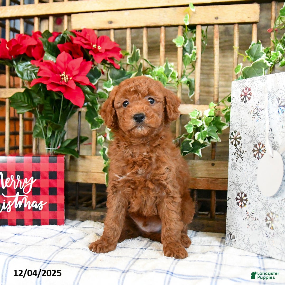 Mini Goldendoodle dogs for sale: Woods  - Ad 3