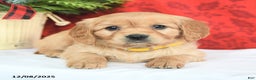 Miniature Golden Retriever dogs for sale: Joy - Ad 4