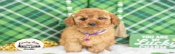 Cavapoo dogs for sale: Cassidy - Ad 4