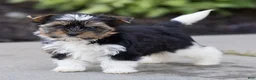 Biewer Terrier dogs for sale: Benjie Biewer Terrier  - Ad 3