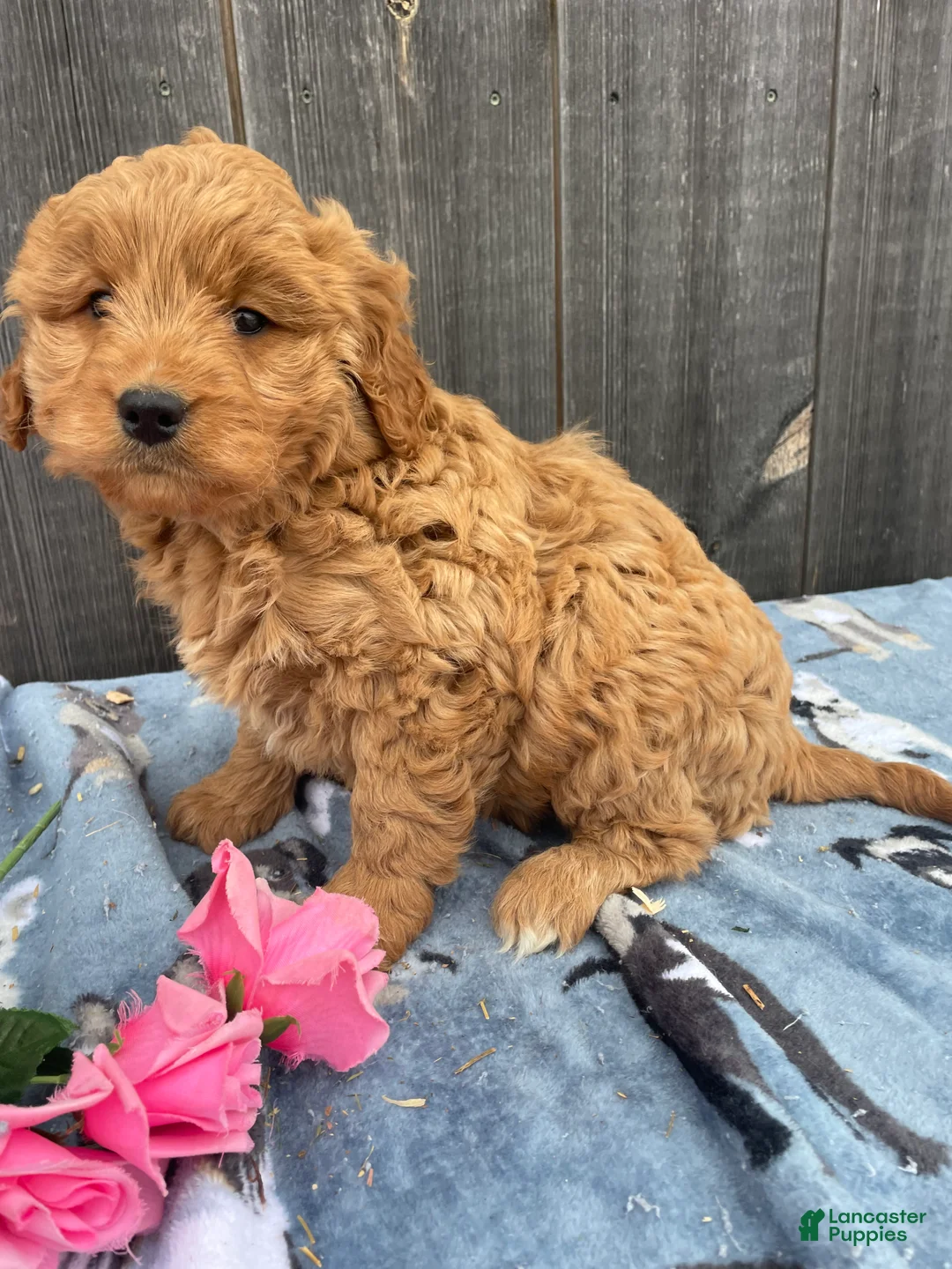 Mini Goldendoodle dogs for sale: Maisie - Ad 3