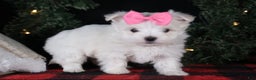 Maltese dogs for sale: ABBEY - Ad 5