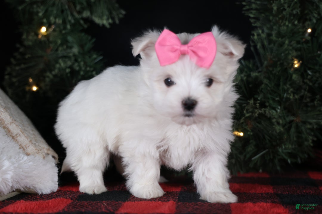 Maltese dogs for sale: ABBEY - Ad 5