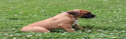 Boxer dogs for sale: Porter - Ad 11