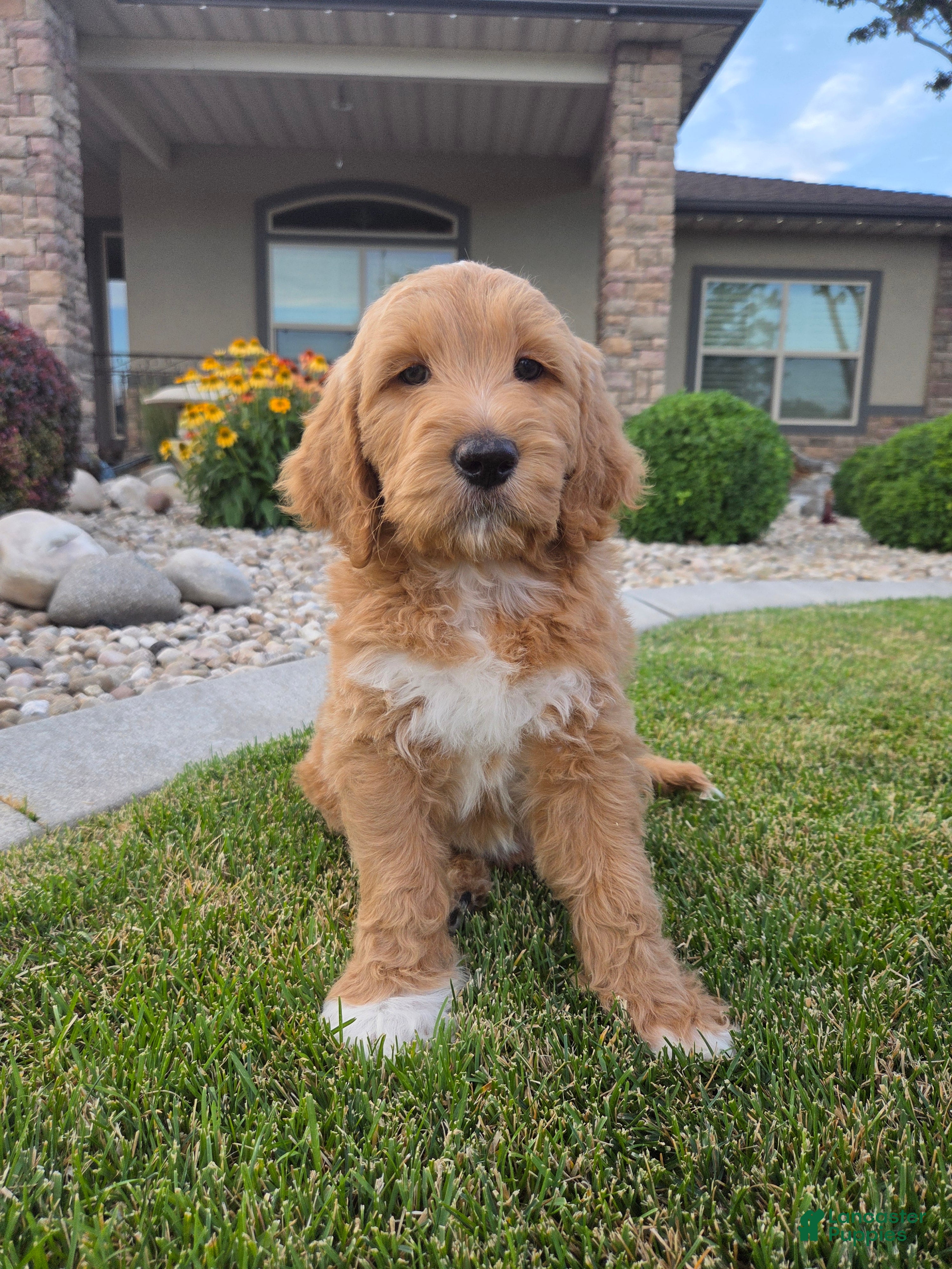 Goldendoodle dogs Benny - Ad 1