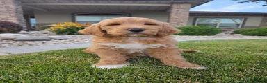 Benny